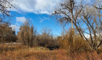 View from the Big Dry Creek Trail, Englewood, CO, Fall, prairie grasses, trees