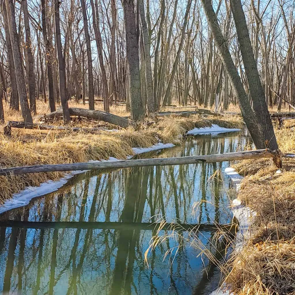 Cherry Creek in the Wetlands Preserve area of Cherry Creek State Park, winter
