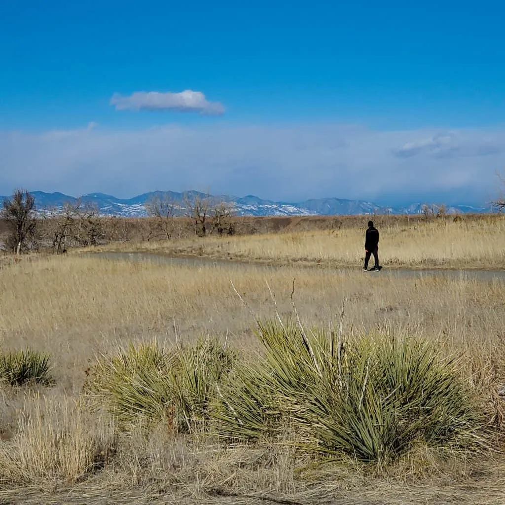 hiker on a trail in Cherry Creek State Park, Aurora, Colorado. Agave in the foreground, view of the Rocky Miountains