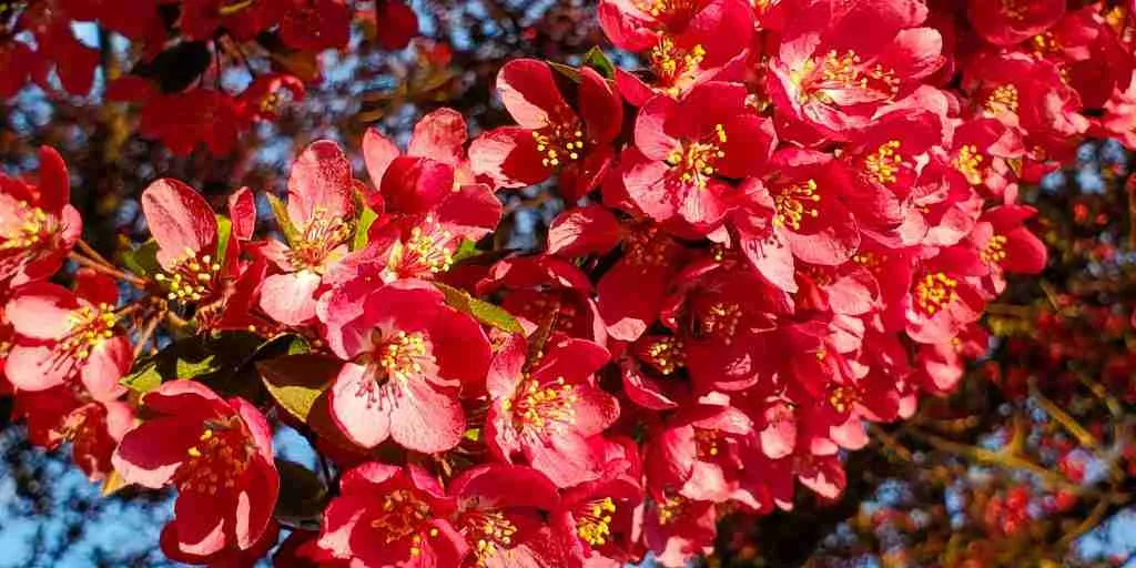 closeup of flowers from a flowering crabapple tree in Littleton, Colorado, along Littleton's Crabapple Route
