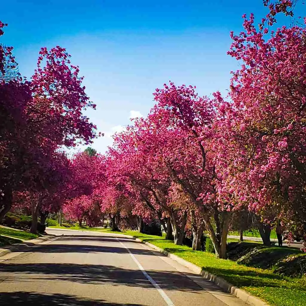 Flowering crabapple trees in bloom along Littleton's Crabapple Route, in Littleton, Colorado.