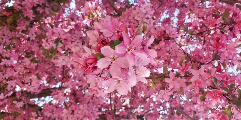 closeup of flowers from a flowering crabapple tree in Littleton, Colorado, along Littleton's Crabapple Route