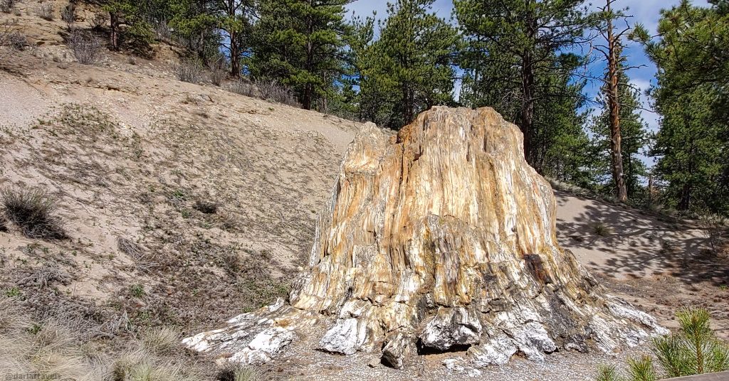 petrified sequoia stump, "Big Stump" as Florissant Fossil Beds National Monument; hiking near Woodland Park, Colorado.