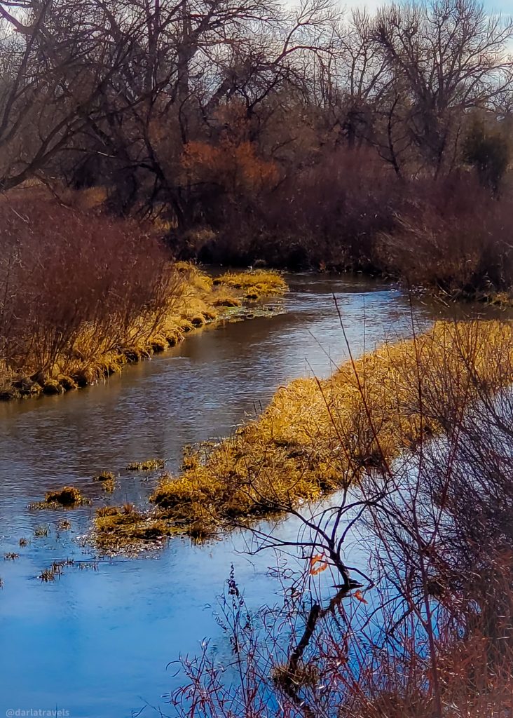 Waterway with grassy banks surrounded by tall cottonwood trees in the winter