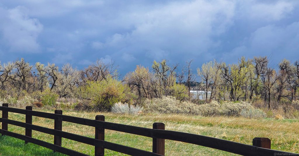 dark overcast sky with some clouds, spring, cottonwood trees in the distance, meadow in the midground, rail fence in the foreground,  view from Denver Regional Trail Cherry Creek (a Denver Regional Trail)