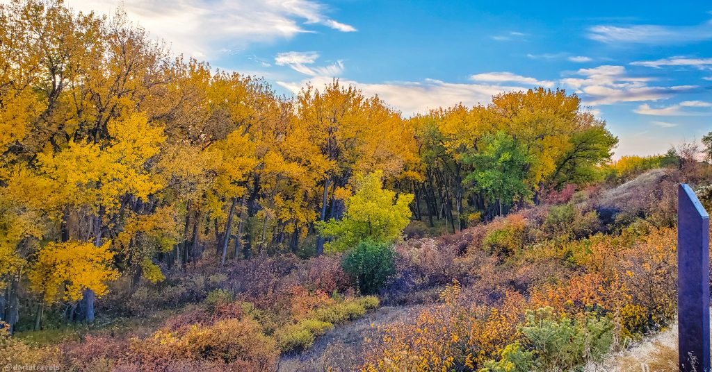 Cottonwood trees with yellow leaves in the fall; other trees plants and bushes with fall colors.  