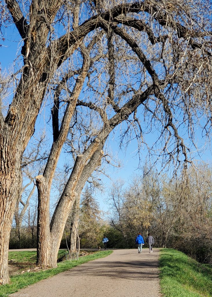 tall cottonwood trees arch over a walking trail with green grass on either side.