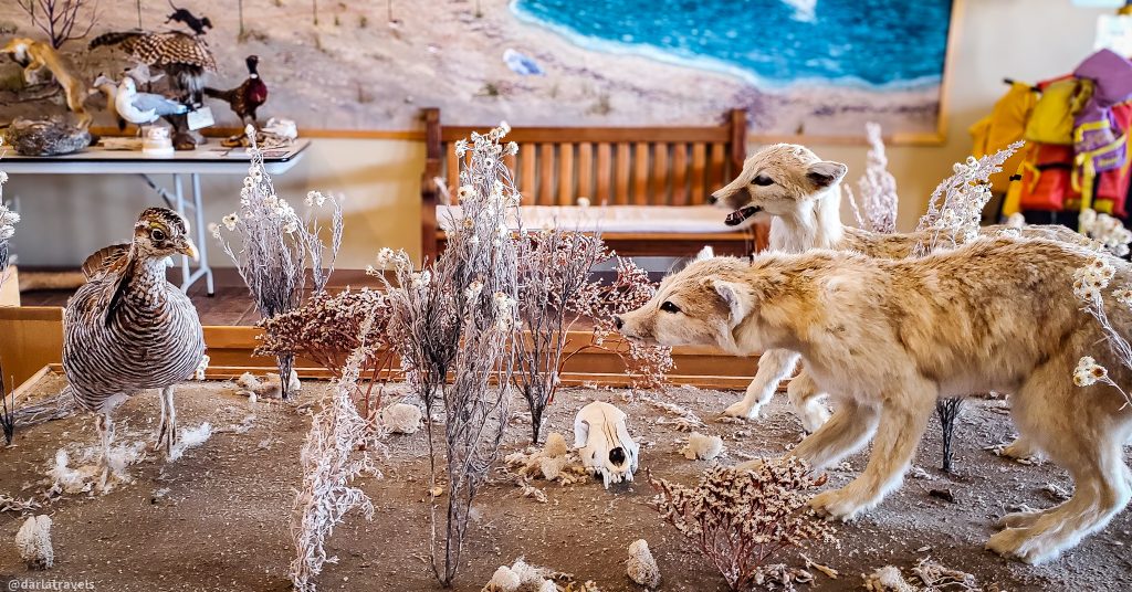 Taxidermied prairie dog, coyote, and sharp-tailed grouse specimens displayed in a diorama of a desert or plains ecosystem. At the John Martin Reservoir State Park Visitor Center