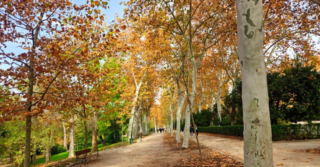 A dirt path extends into the distance on tree lined path in the fall in Madrid's Retiro Park. Walks in Madrid's Parks