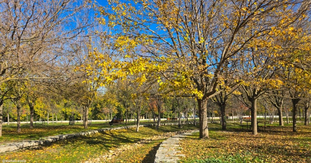 orchard with trees with yellowing leaves in the fall, arranged in a curve with a stone curb