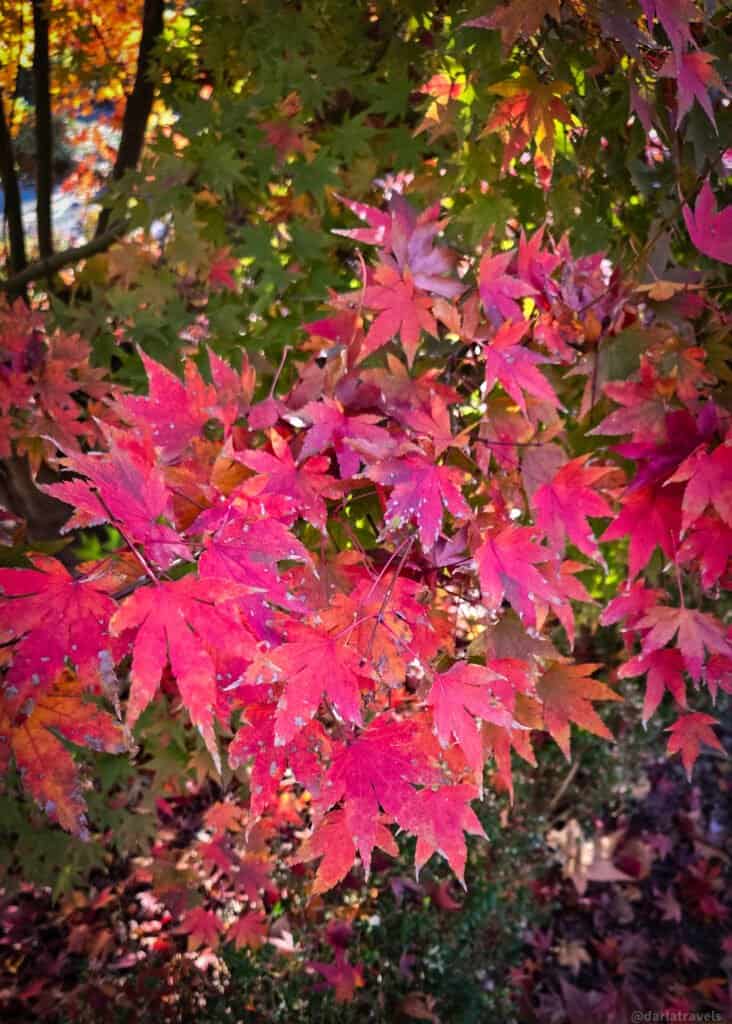 red leaves Madrid Royal Botantical Garden