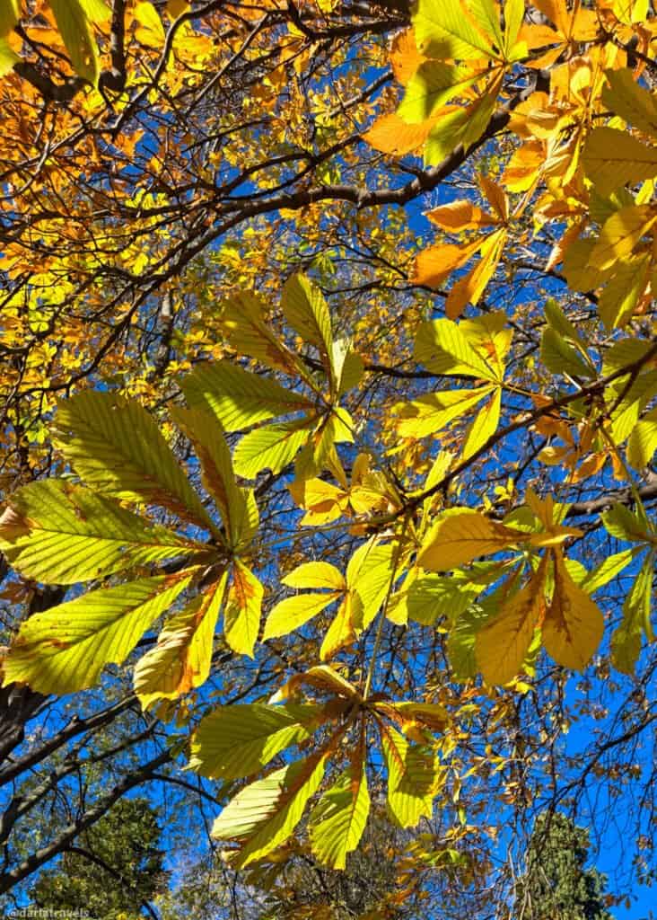 looking up and yellowing tree leaves