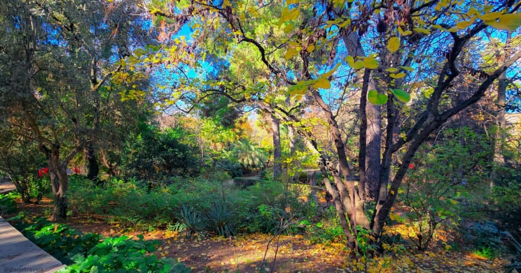 leafy tree and surrounding ground plants Madrid Royal Botanical Garden. Walks in Madrid