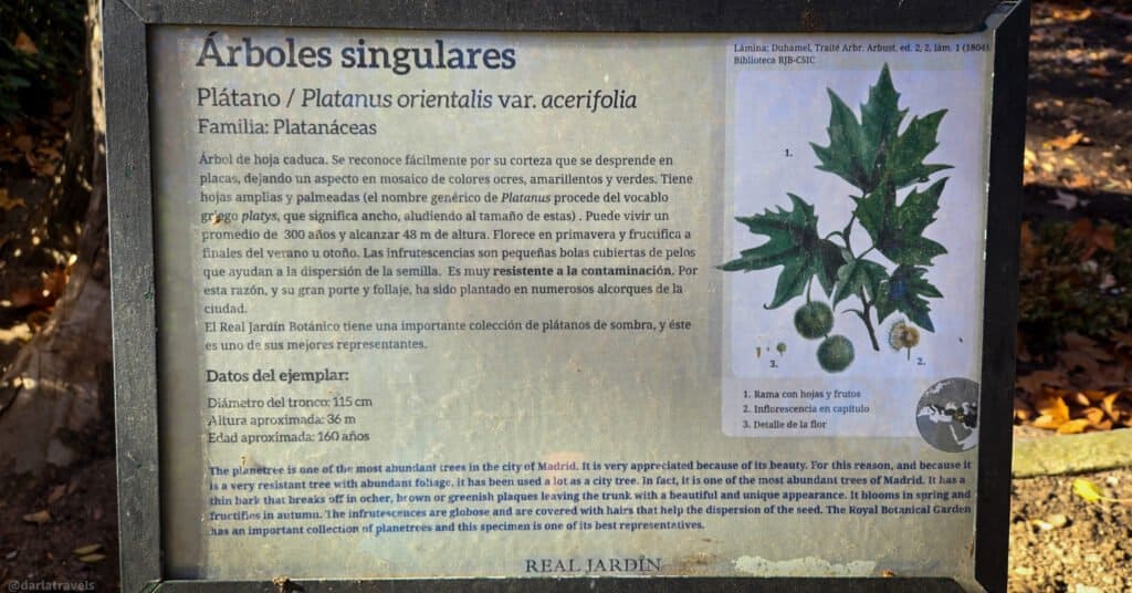 informational sign for a unique tree in Madrid, Royal Botanical garden