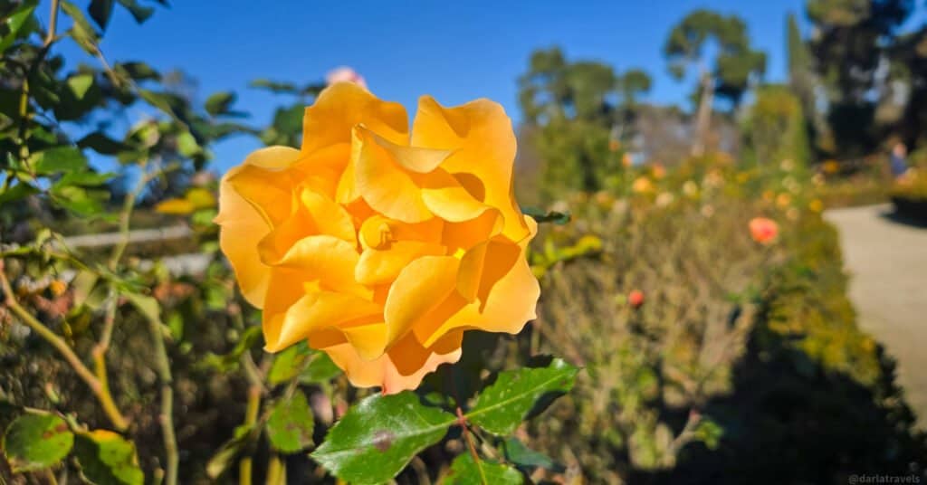 closeup of a blooming yellow rose 