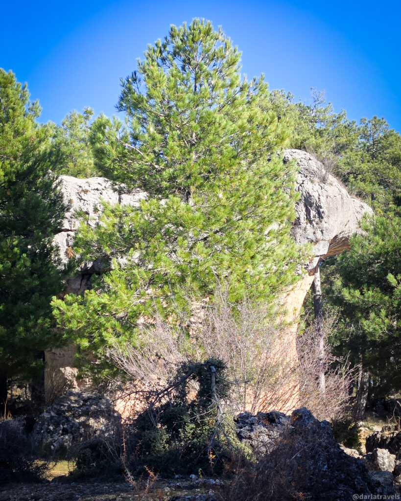 A medium shot of a large, full pine tree in the center of the frame, positioned in front of the El Perro (The Dog) rock formation in the Enchanted City near Cuenca, Spain. The rock formation is partially visible behind the tree. The foreground features a mix of rocks and dry brush, while the background includes more trees and rocky outcroppings. The sky is a bright blue. 