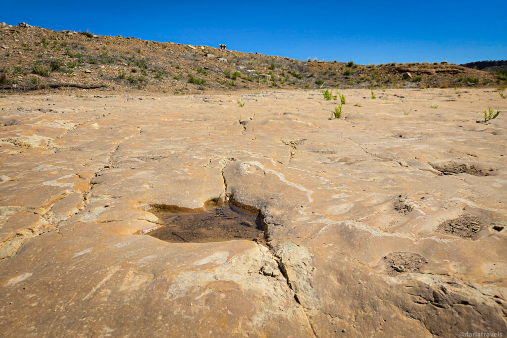 Preserved dinosaur footprint embedded in rocky terrain in Picketwire Canyon
