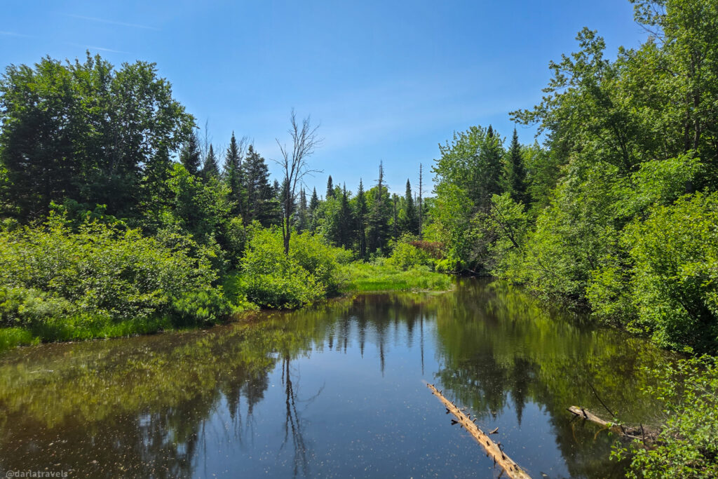 Small reflective pond surrounded by green trees, fallen logs, and forest vegetation under blue sky.