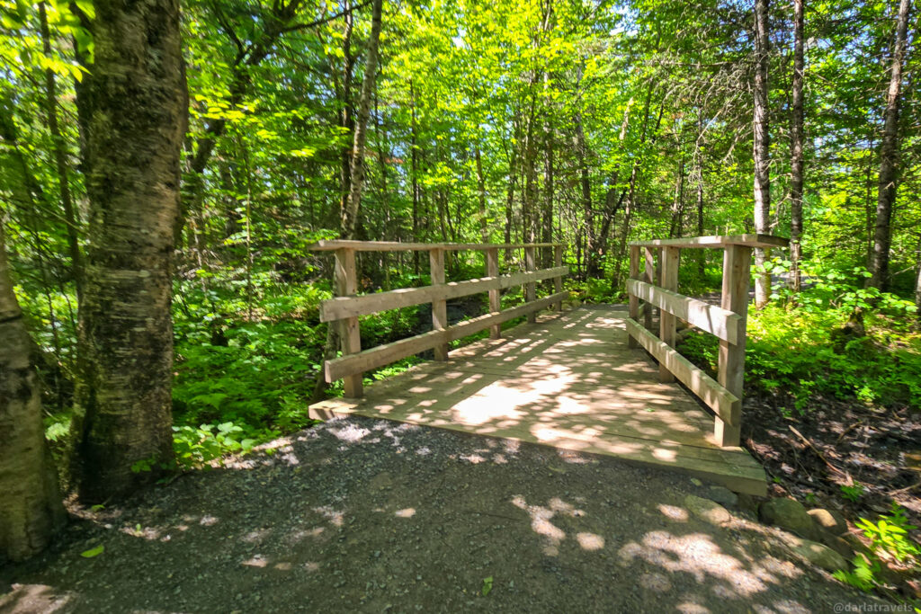 Wooden bridge on forest trail surrounded by lush trees