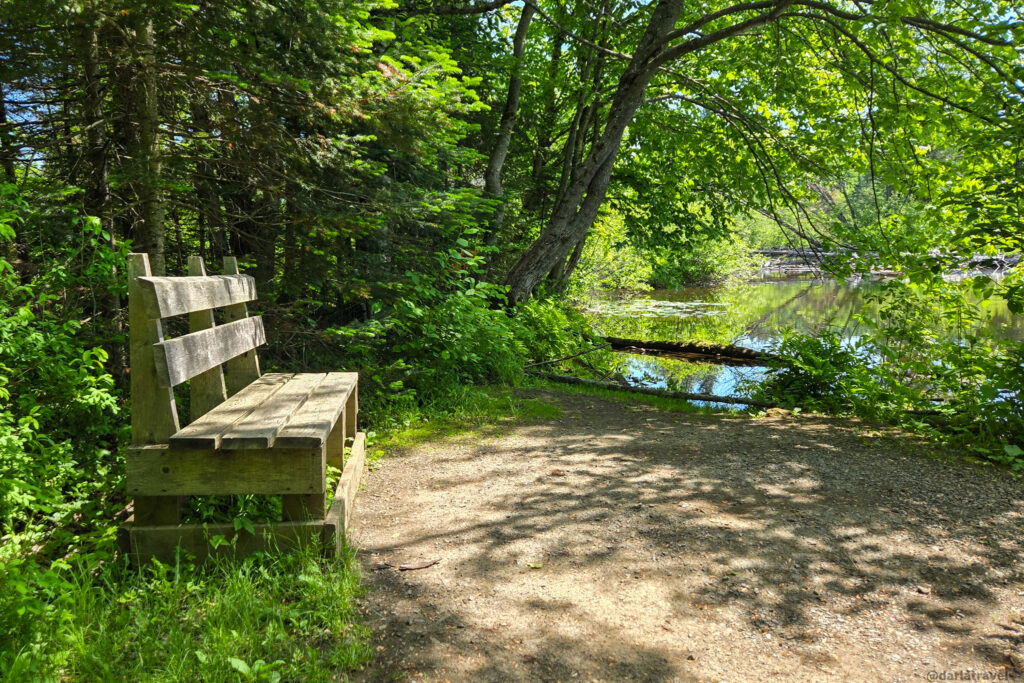 Wooden bench on dirt path beside forest pond with tall trees, reflections, and dappled sunlight.