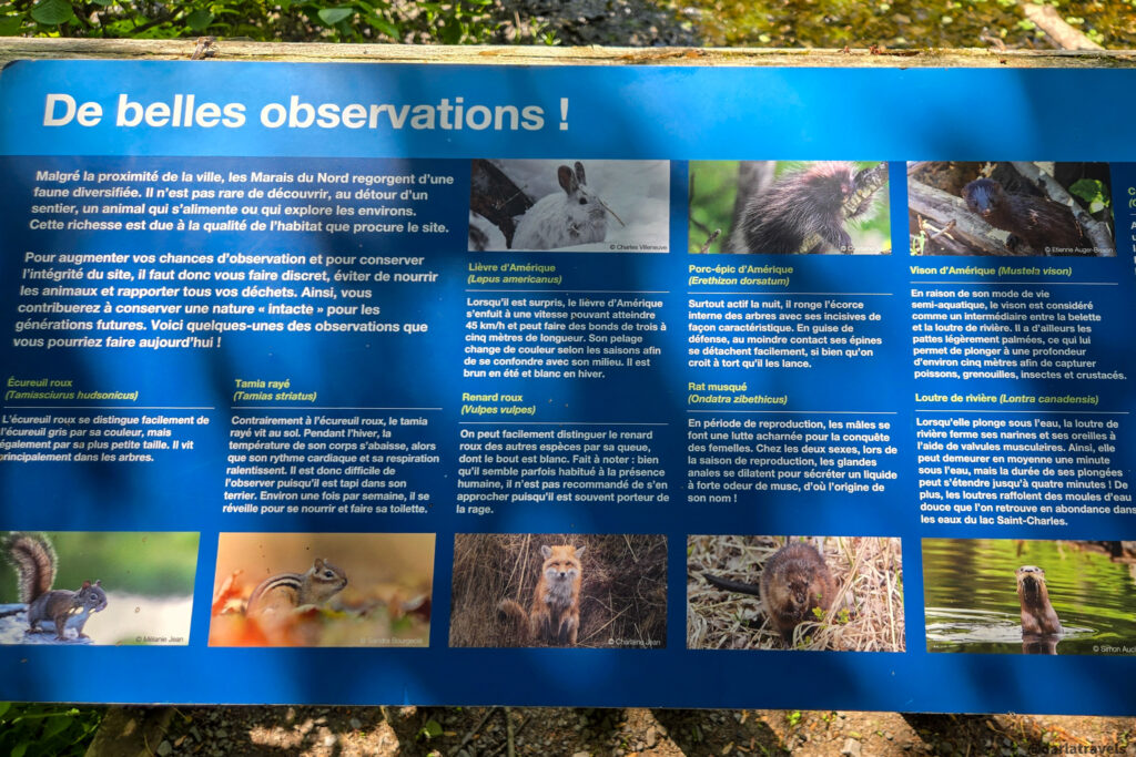 Informational sign with illustrations of local wildlife and animal facts on forest trail.