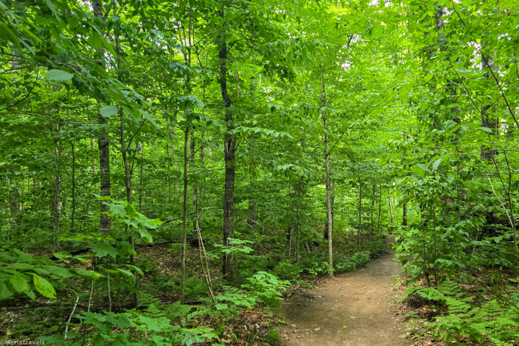 Dirt hiking trail through dense green forest canopy on the way to Delaney Falls in Vallée Bras-du-Nord