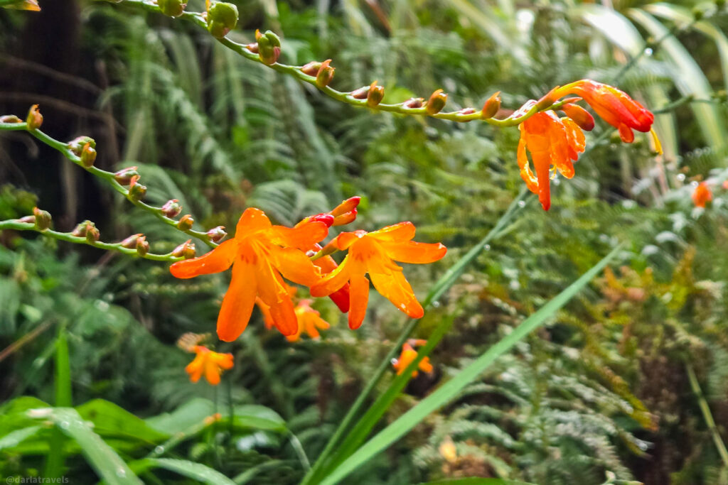 Orange Crocosmia flowers with water droplets against green foliage in the Glenveagh Castle gardens