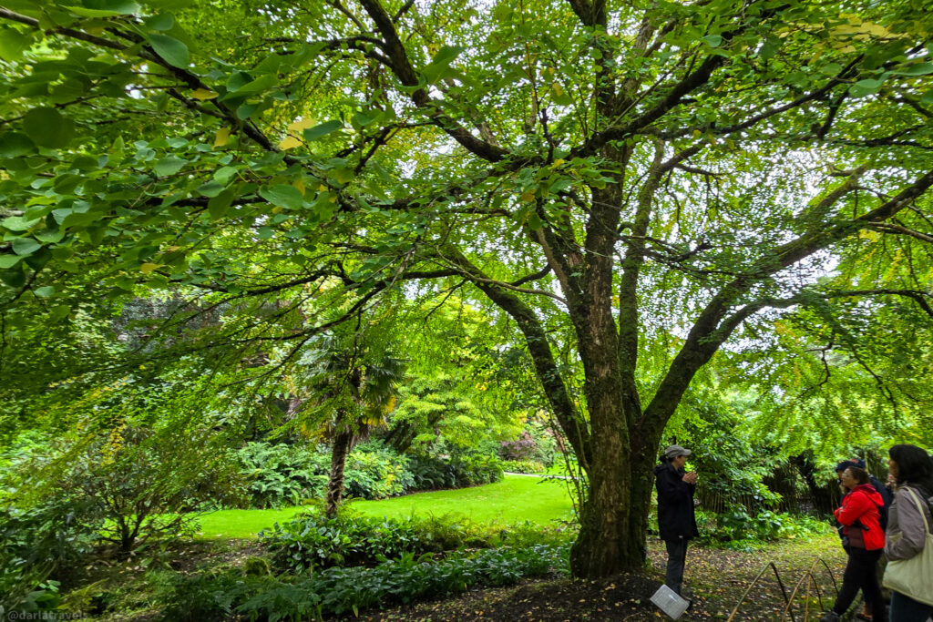 Lush garden with large tree and group tour beneath canopy near Glenveagh Castle in Donegal