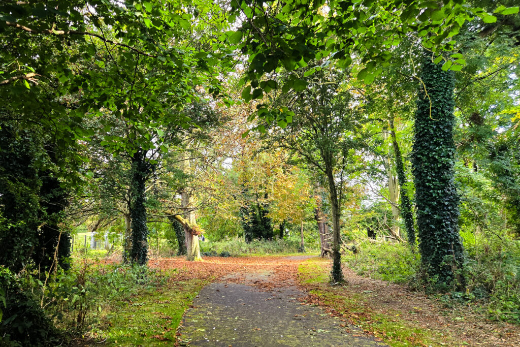 Leaf-strewn forest path in Santry Demesne Park with ivy-covered trees and filtered autumn light