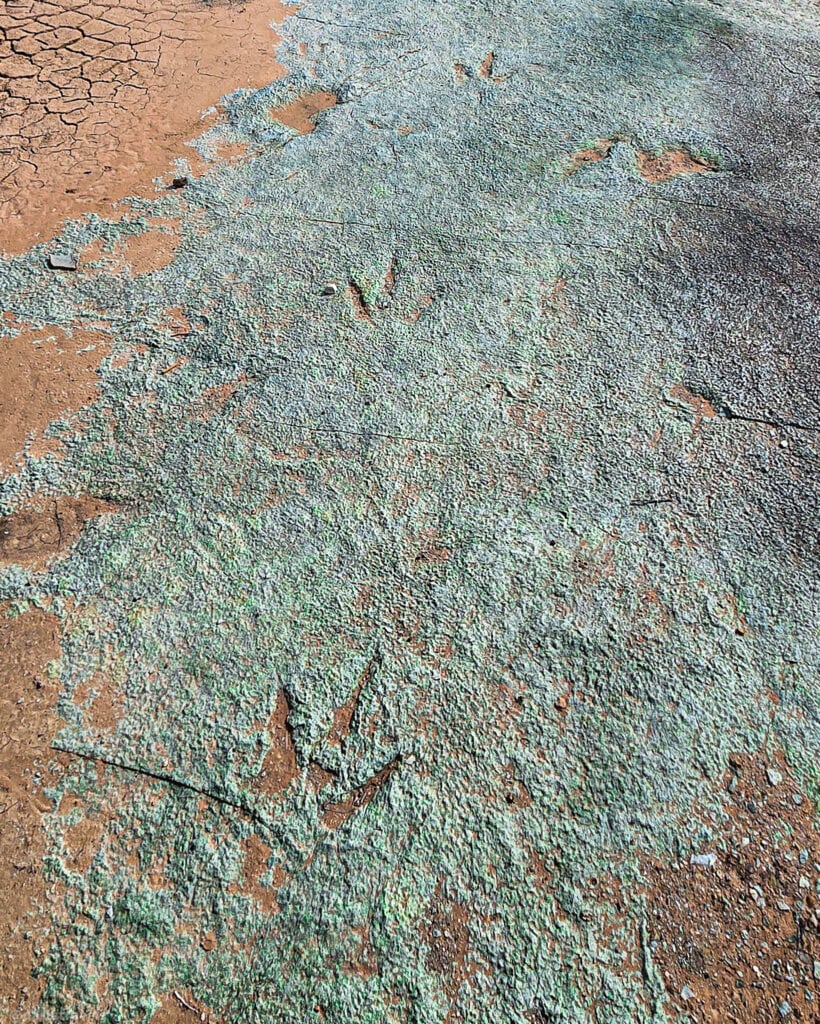 Three‑toed dinosaur tracks preserved in weathered sandstone at the Mill Canyon Dinosaur Track Interpretive Site