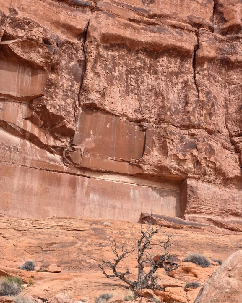 Layered red cliff rising above a dry tree and sparse shrubs on a short desert walk near Moab.