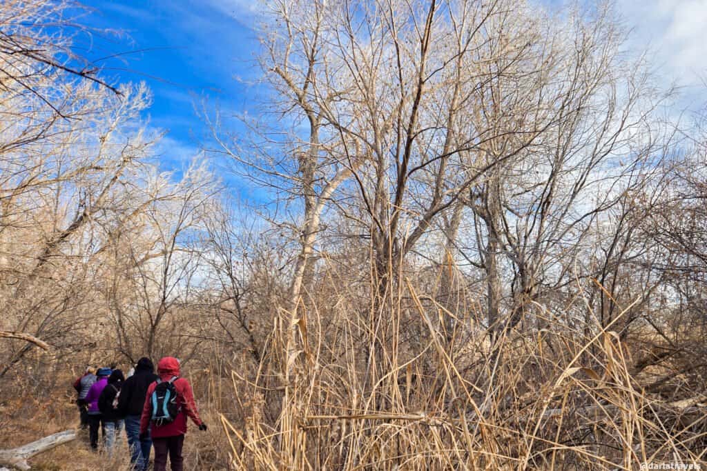Birders in winter clothing walk a narrow trail through leafless trees and tall dry grasses under a bright blue sky, Lamar, Colorado
