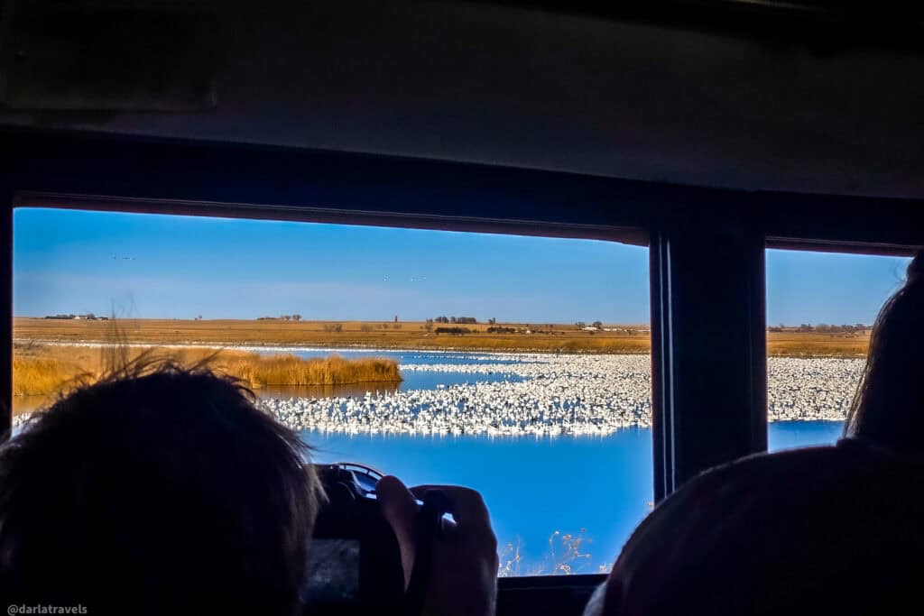 Photographers on a bus capture thousands of snow geese covering a blue wetland outside the window.
