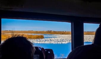 Photographers on a bus capture thousands of snow geese covering a blue wetland outside the window. High Plains Snow Goose Festival