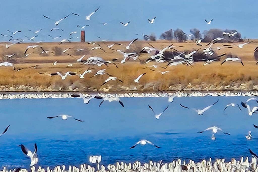 Snow geese swirl above a blue lake and golden prairie, with dense flocks resting on the water