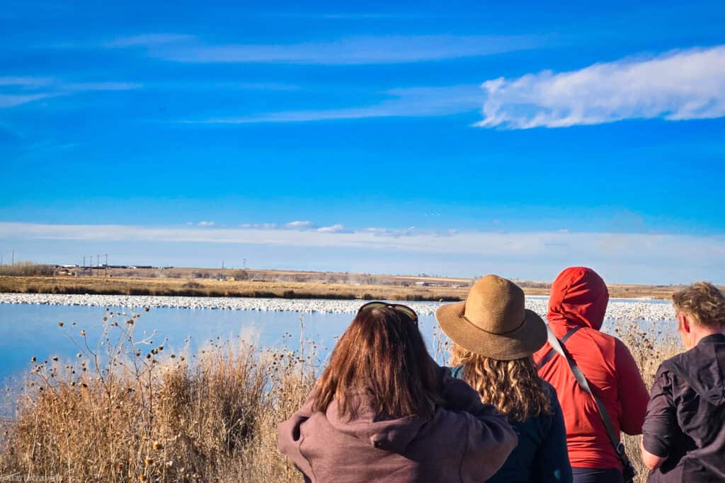 Birders stand by a pond watching a dense line of snow geese on the water under a bright blue sky