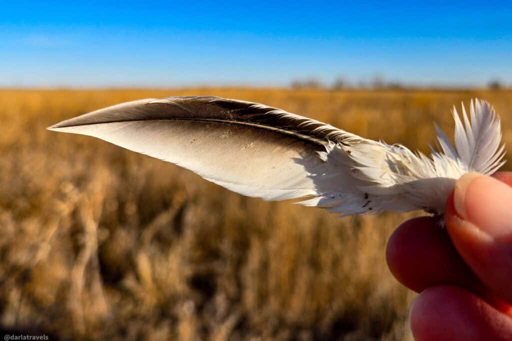 Hand holding a white and brown snow goose feather against a blurred golden prairie and bright blue sky