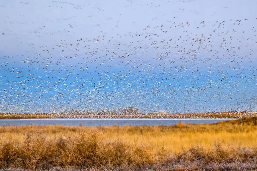 Massive flock of snow geese fills the sky above a prairie lake, rising over golden grasses at sunrise