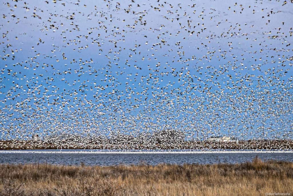 Dense flock of snow geese fills the sky above a prairie lake, creating a white cloud against blue and gray tones