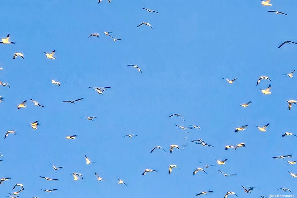 Flock of snow geese scattered across a clear blue sky during afternoon flight