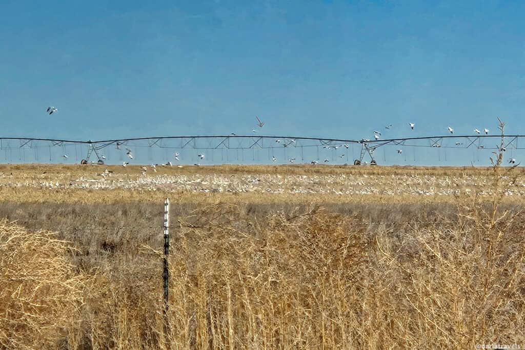 Flock of snow geese feeds in a harvested field beneath a long irrigation pivot on the high plains