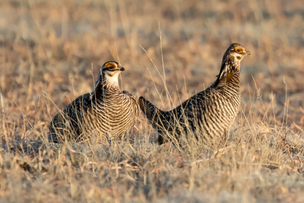 Two greater prairie-chickens stand in a dry, grassy field, showcasing their distinctive brown-and-white barred plumage.