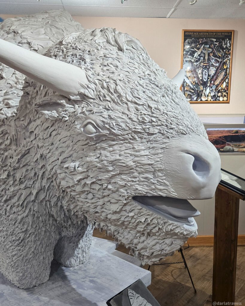 Museum display featuring the head of a a replica of the now-extinct Bison antiquus
