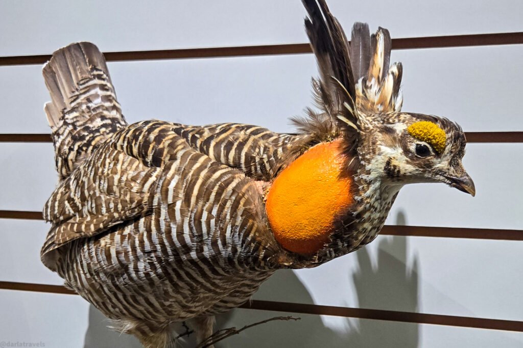 Taxidermied greater prairie chicken mounted with puffed-up orange air sacs on its neck against a slatted white wall.