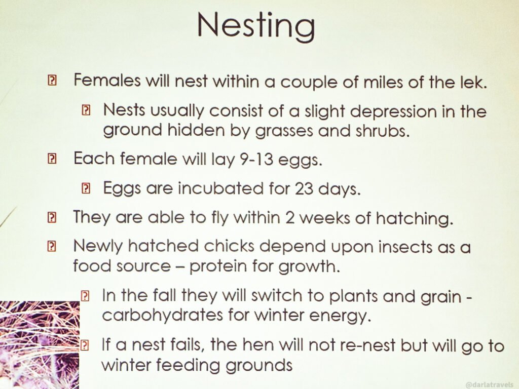 Educational slide titled "Nesting" detailing facts about female bird breeding habits, egg counts, incubation periods, and chick development.