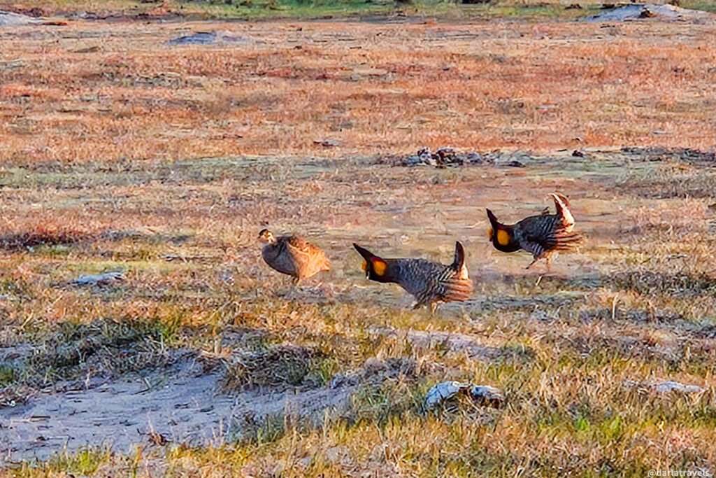 Three male prairie chickens displaying in a sparse, grassy field with dry, brownish vegetation.