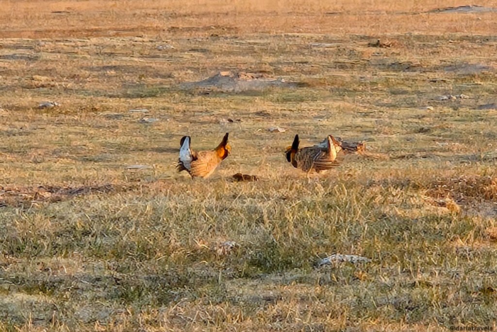 Two greater prairie chickens stand facing each other on a dry, grassy plain, with muted brown and tan feathers blending into the arid landscape.