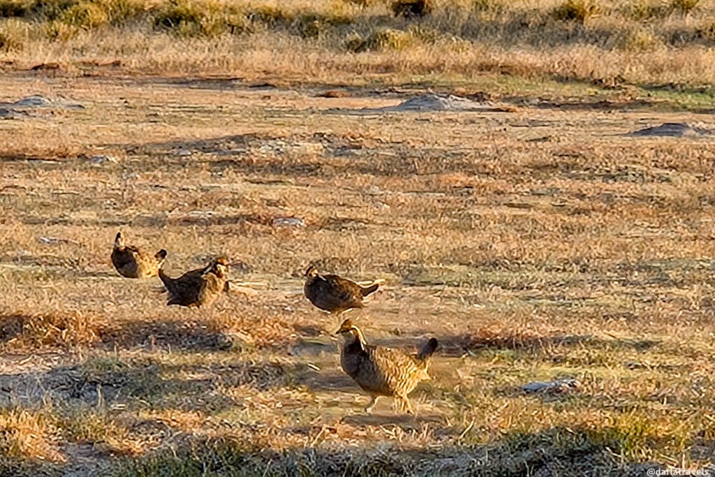 Four Greater Prairie Chickens forage in a dry, sparse field under morning sunlight.
