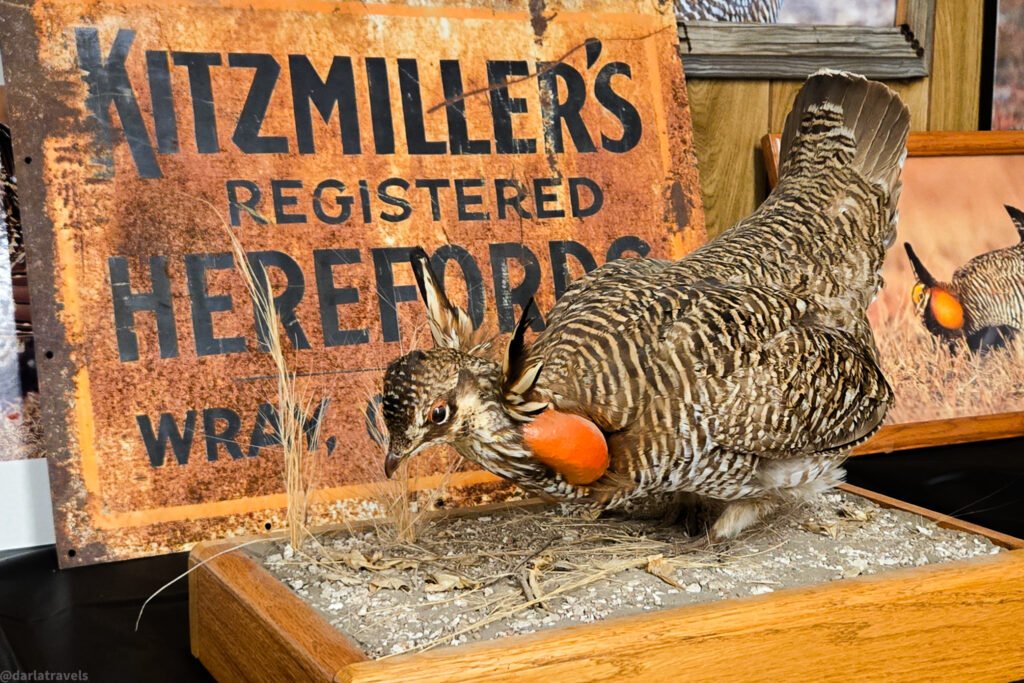 A taxidermied greater prairie chicken with inflated orange air sacs stands on a wooden display next to a rusty sign reading "Kitzmiller's Registered Herefords, Wray."