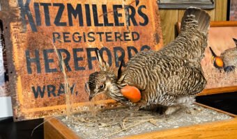 A taxidermied greater prairie chicken with inflated orange air sacs stands on a wooden display next to a rusty sign reading "Kitzmiller's Registered Herefords, Wray."